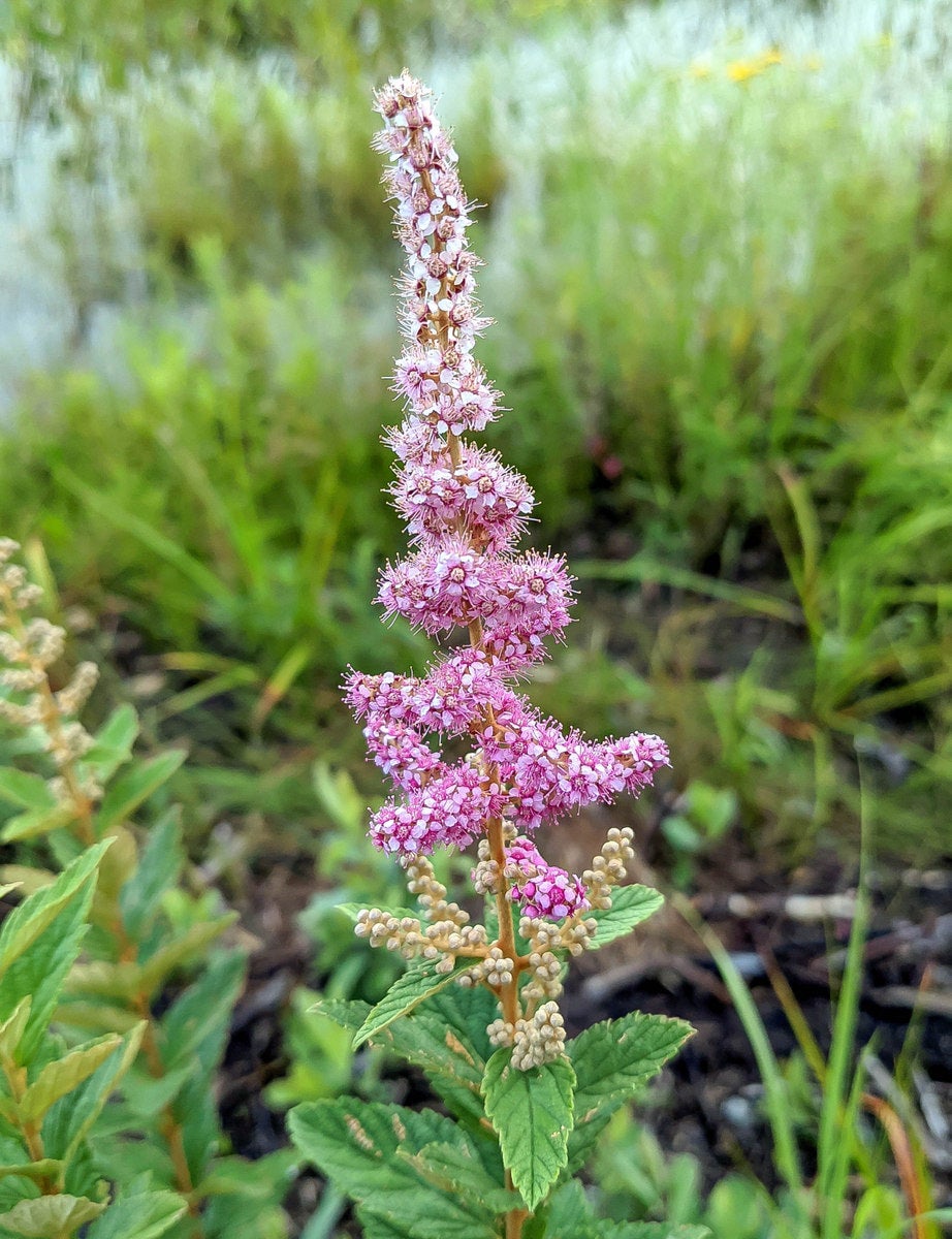 Spiraea Tomentosa Steeplebush Quart Davis Natives spiraea-tomentosa-steeplebush-quart-davis-natives