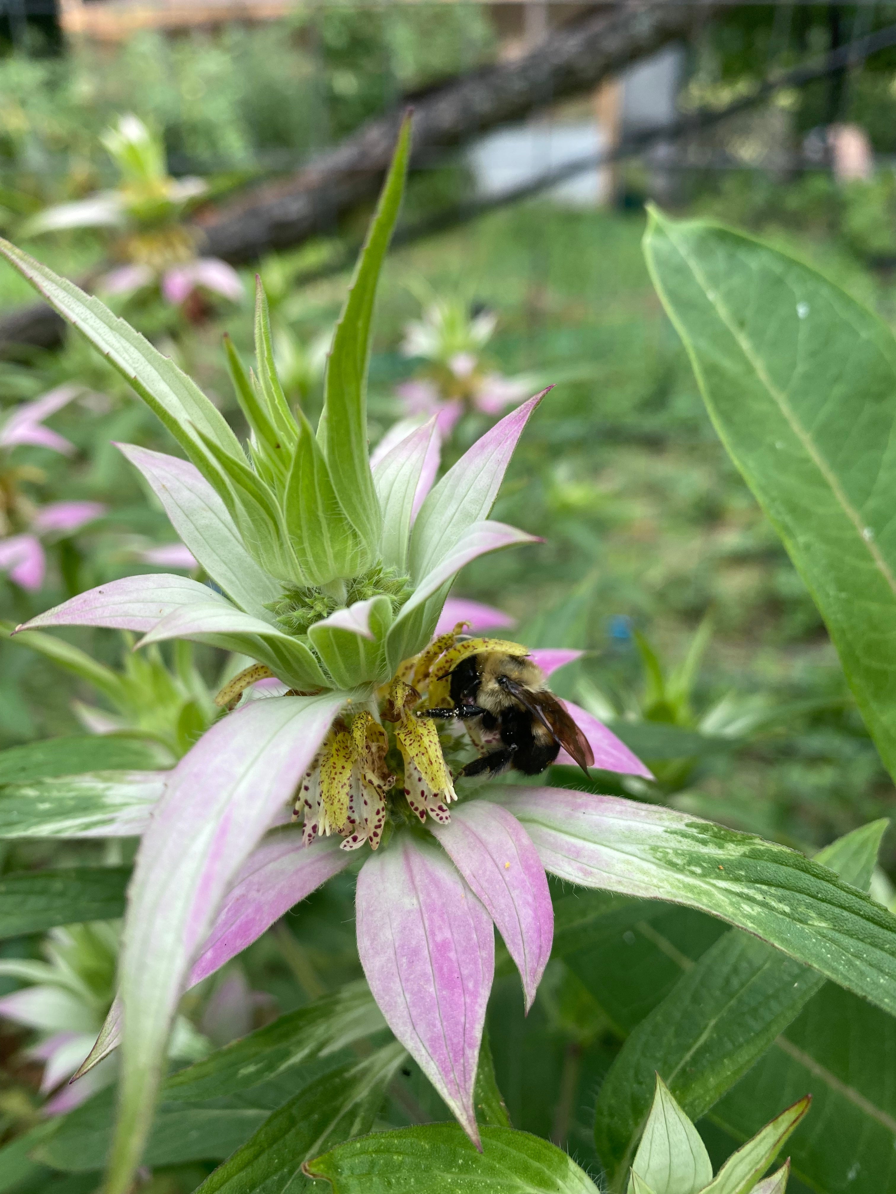 monarda-punctata-spotted-beebalm-multiple-sizes-available-davis