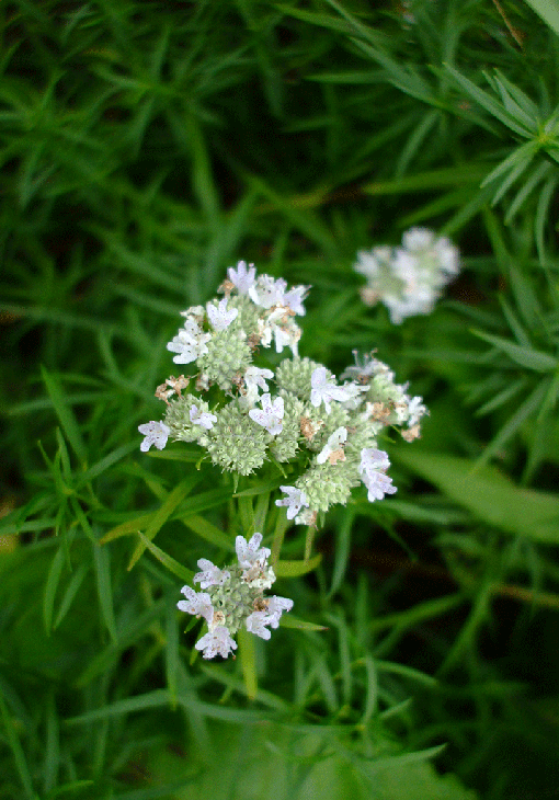 pycnanthemum-tenuifolium-slender-mountain-mint-4-pot-davis-natives