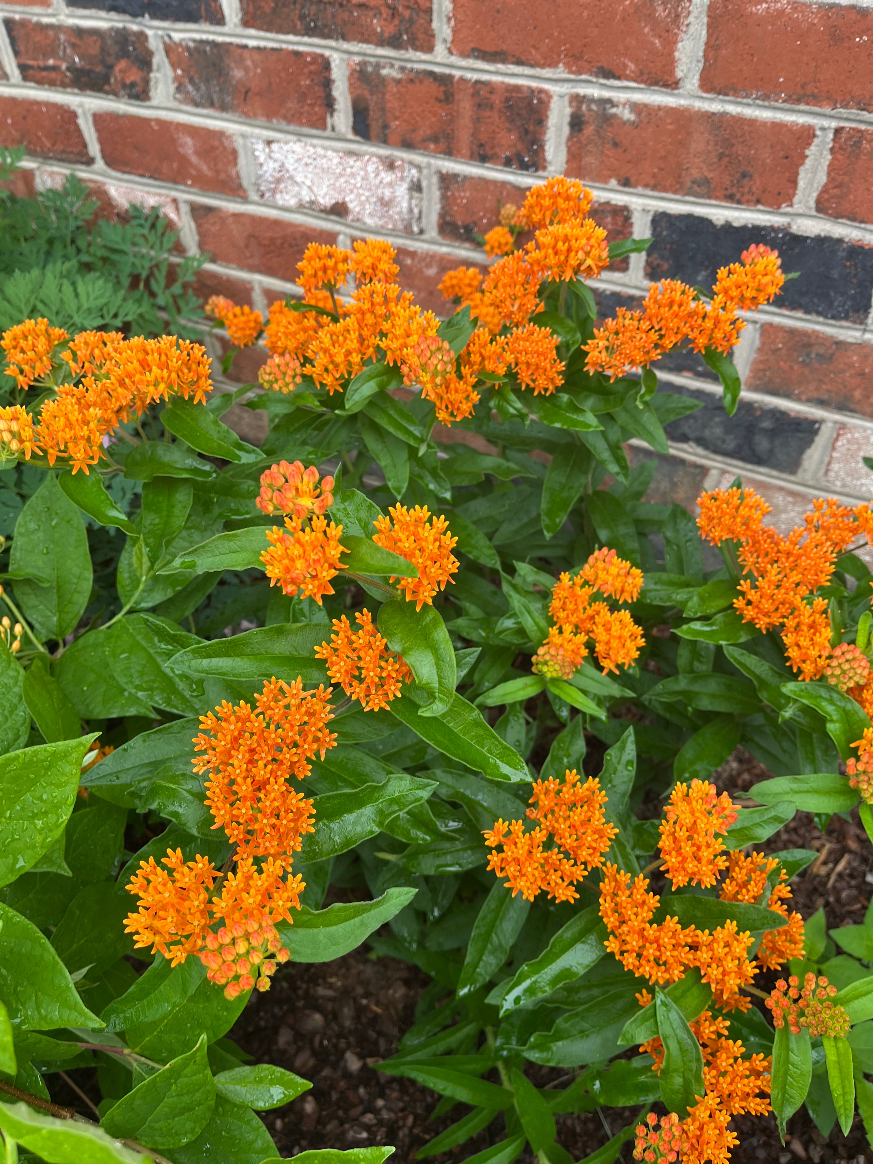 Asclepias tuberosa (Butterfly Milkweed)- 4" pot | Davis Natives
