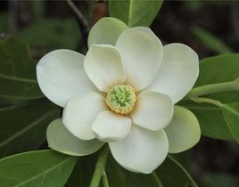 Magnolia virginiana (Sweet Bay Magnolia)- 16-20" | Davis Natives