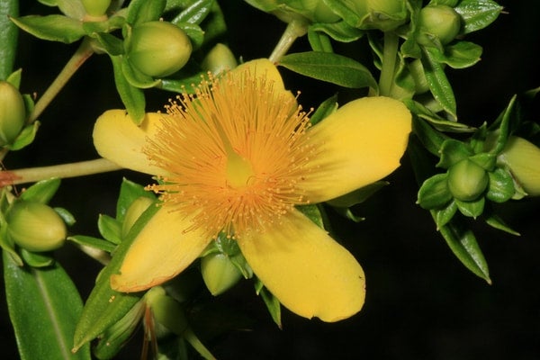 Hypericum prolificum (Shrubby St. John's Wort)- Quart | Davis Natives