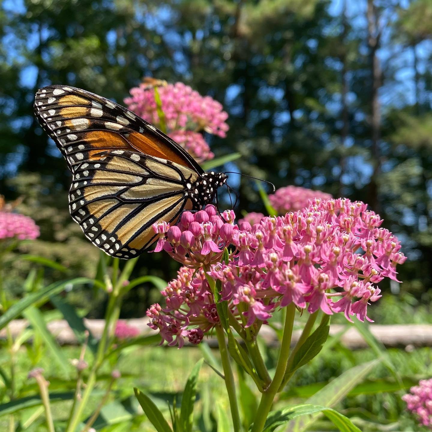 Asclepias Incarnata Swamp Milkweed Quart Davis Natives