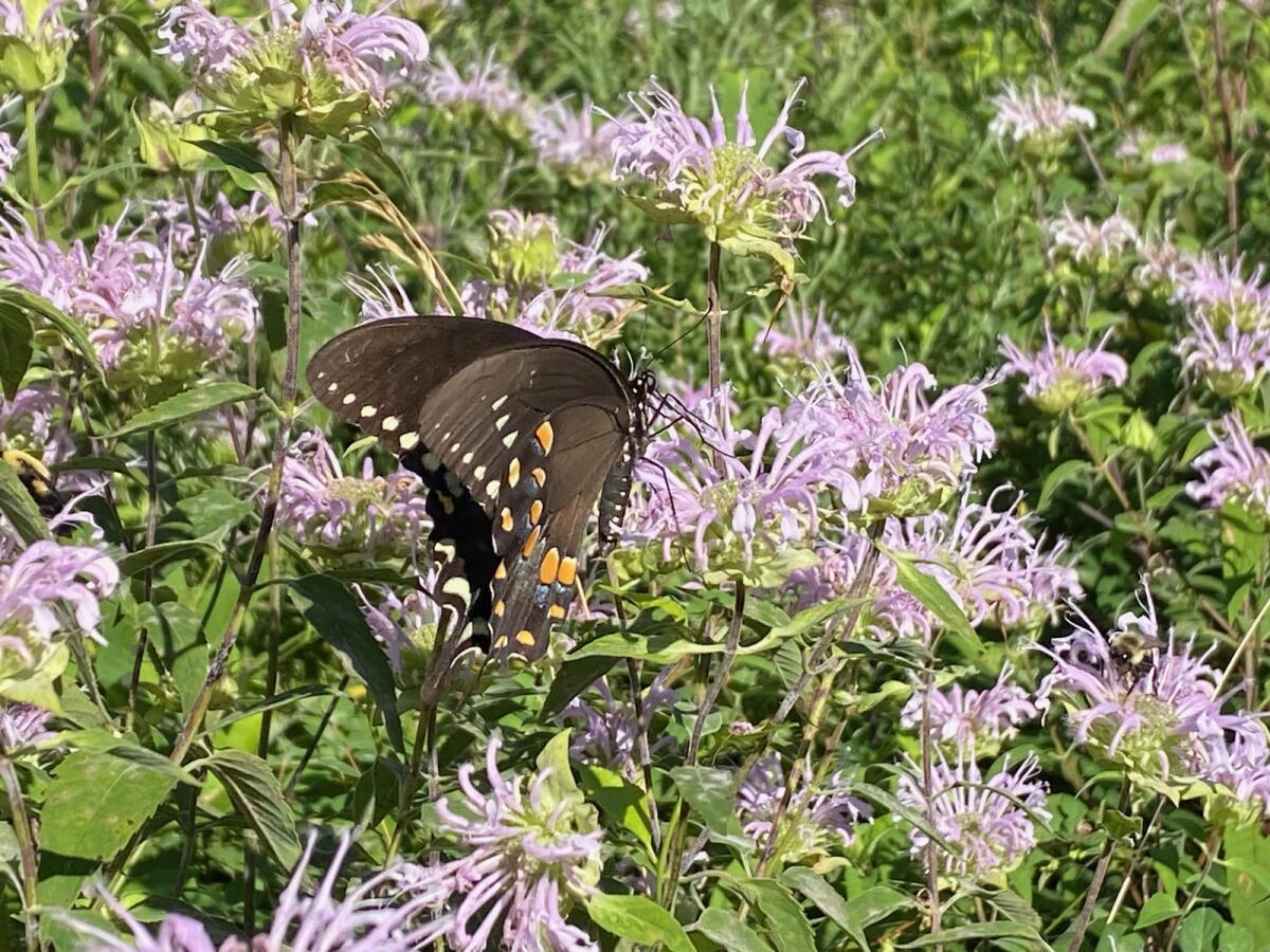 wild-bergamot-davis-natives